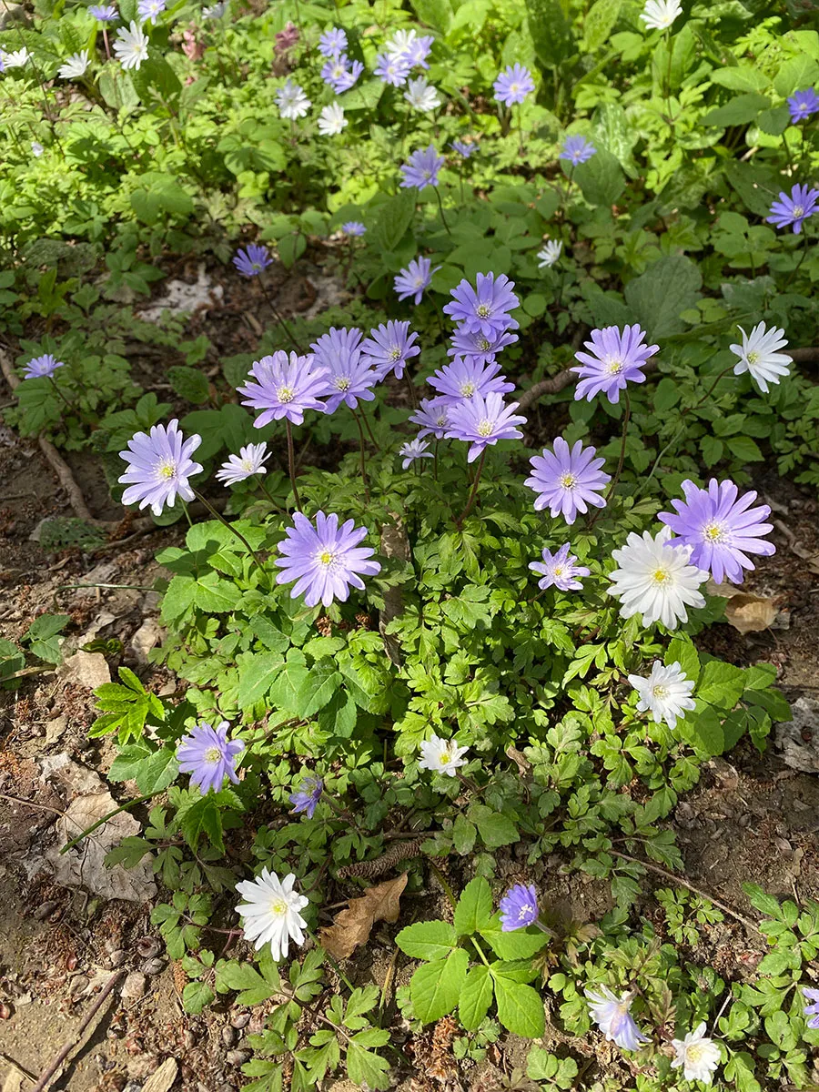 This is the best season for a bike ride in Tuscany, nature explodes in all its splendour, like these wonderful flowers