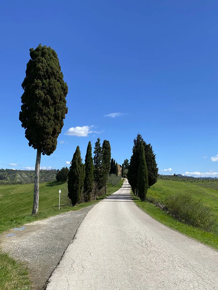 This is the typical Tuscan road lined with cypress trees